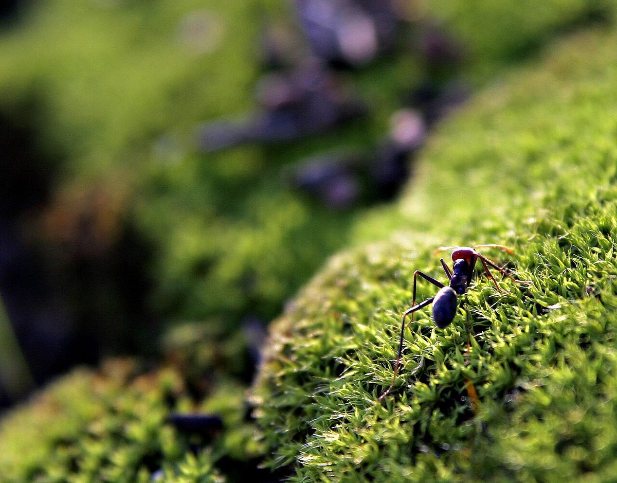 Ant on mosshill02