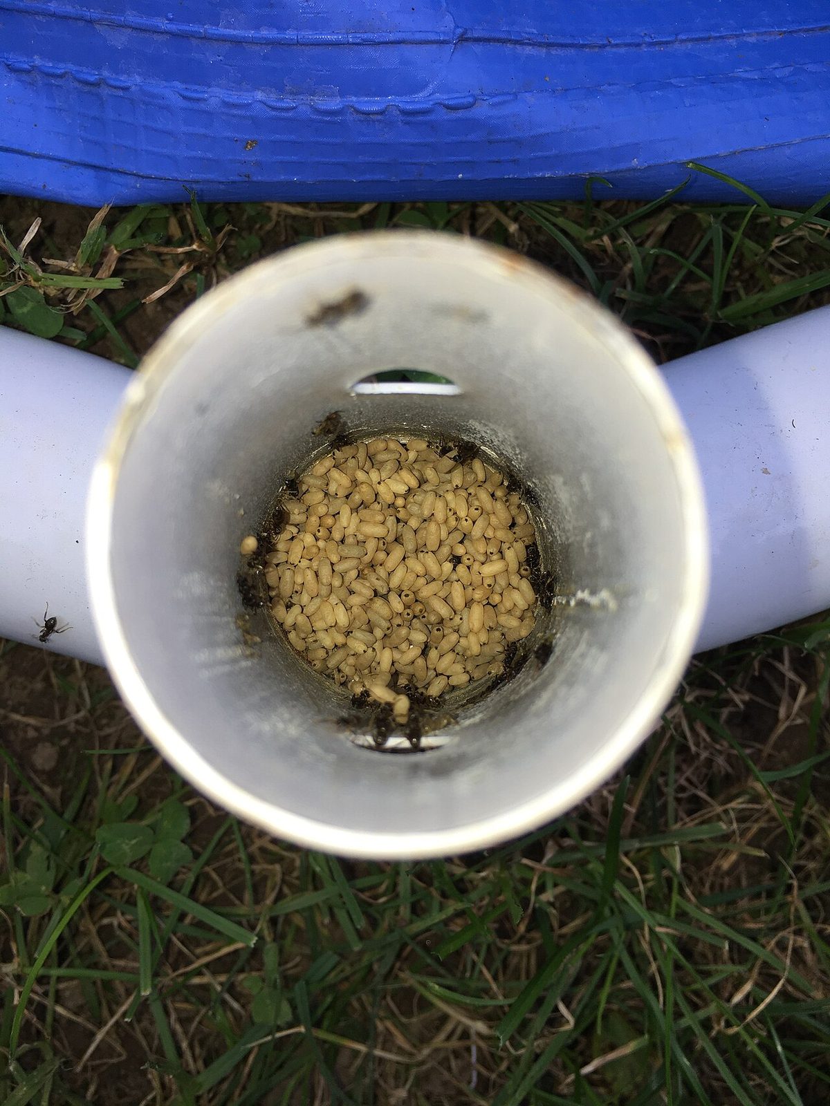Ant nest in my swimming pool (4)