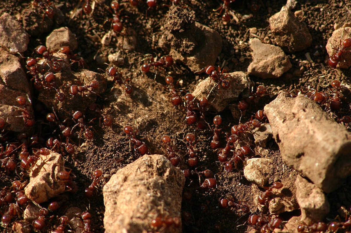 A Texas Ant Colony