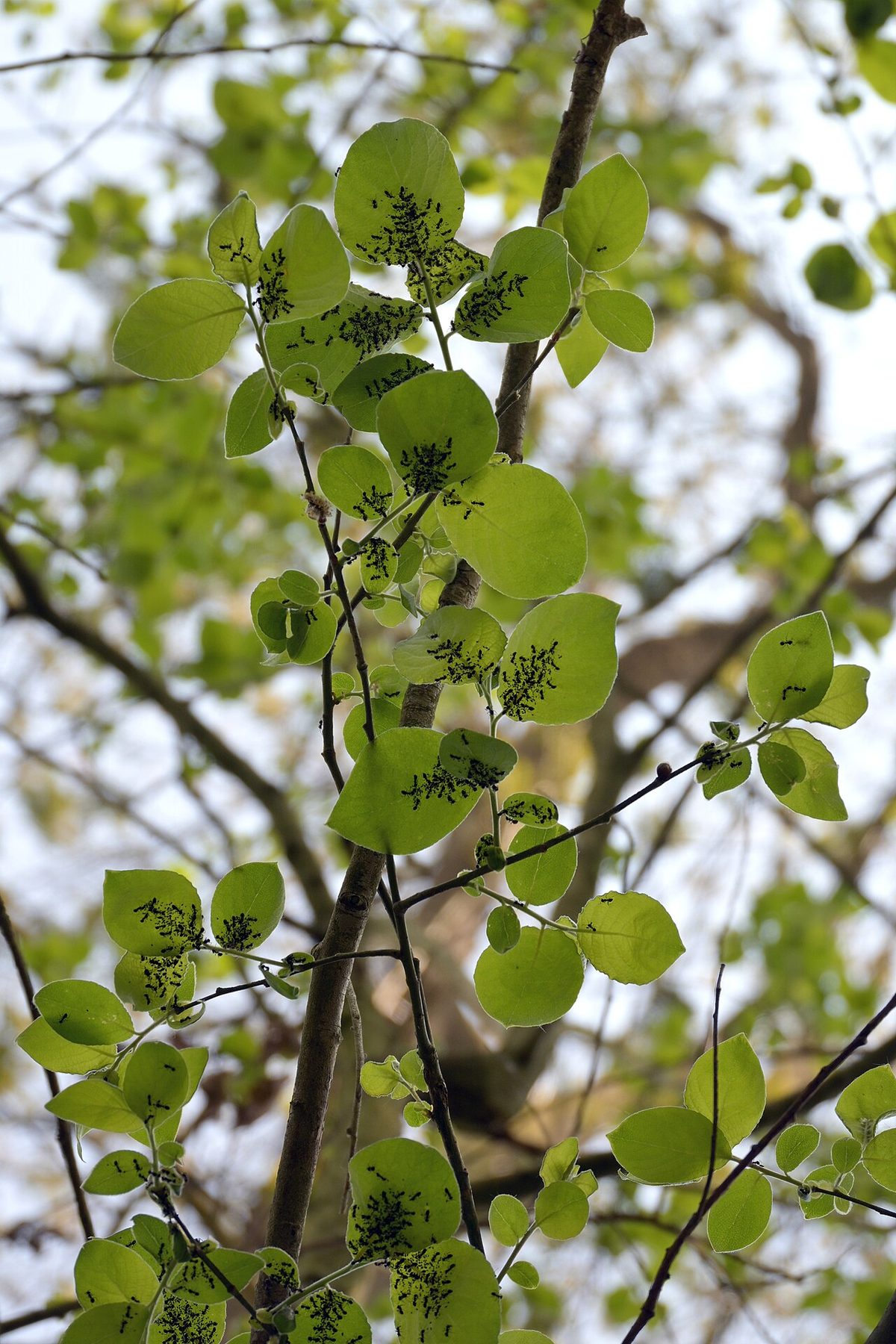 Ants cultivating aphids on the underside of tree leaves, Kluizenbos, Aalst, 2026