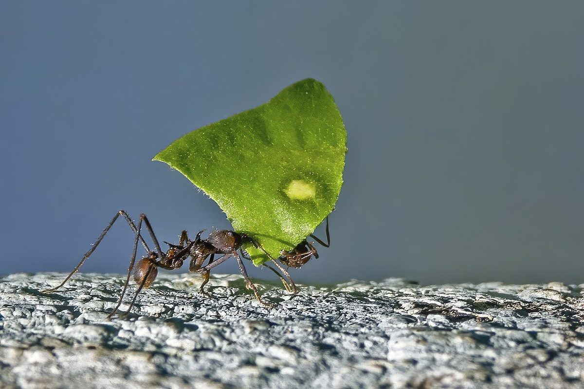 Leaf-cutter ant (Atta cephalotes) Belize