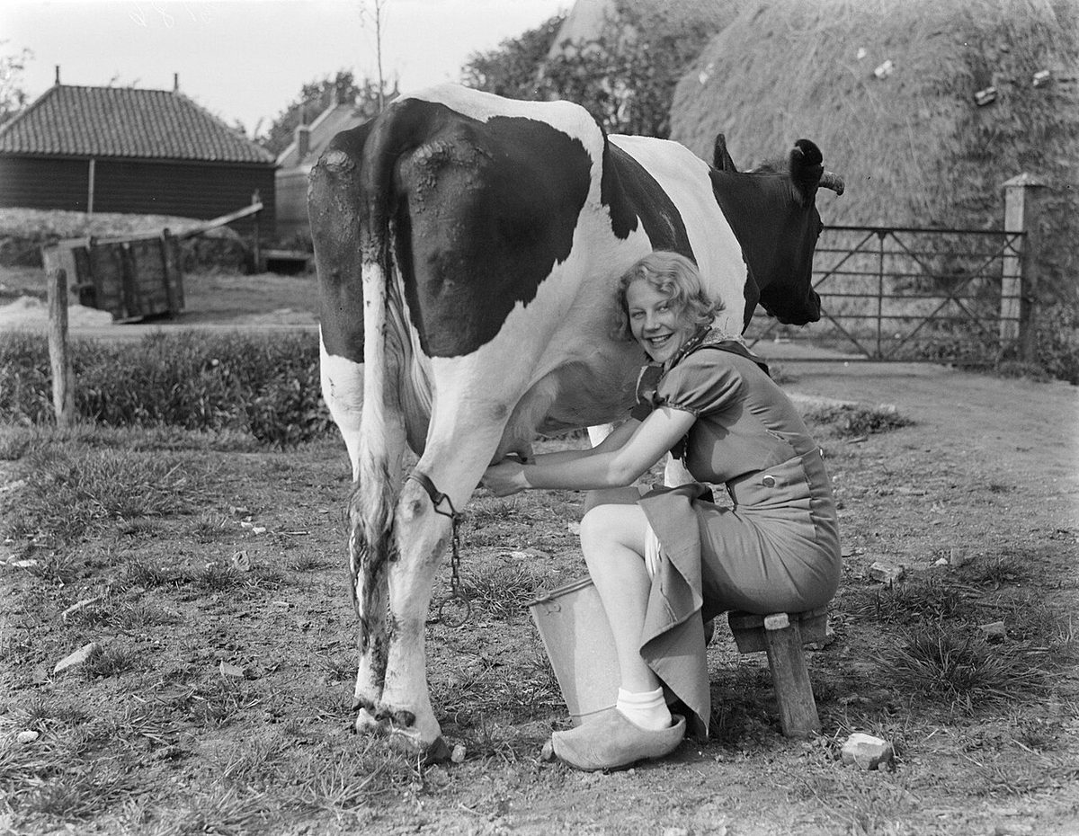 Melkmeid Dutch girl milks a cow