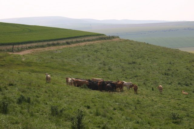 Cattle in morning heat on Morgans Hill