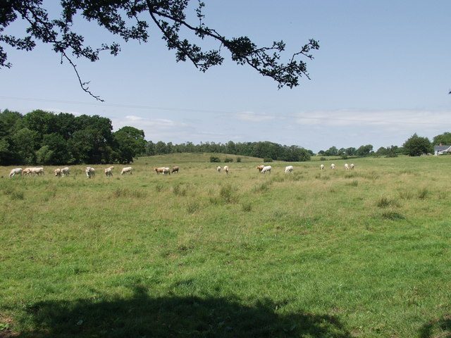 Charolais suckler cows and calves grazing at Hillyards Plantation