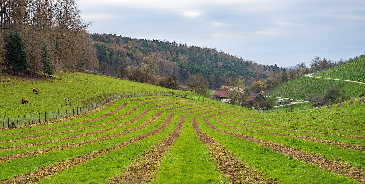 Beilstein - Klingen - gestreifte Wiese im geschwungenen Tal
