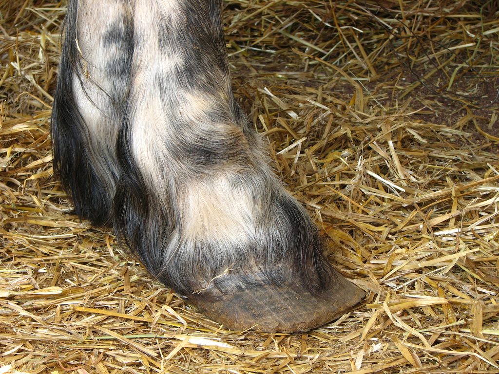 Percheron hoof