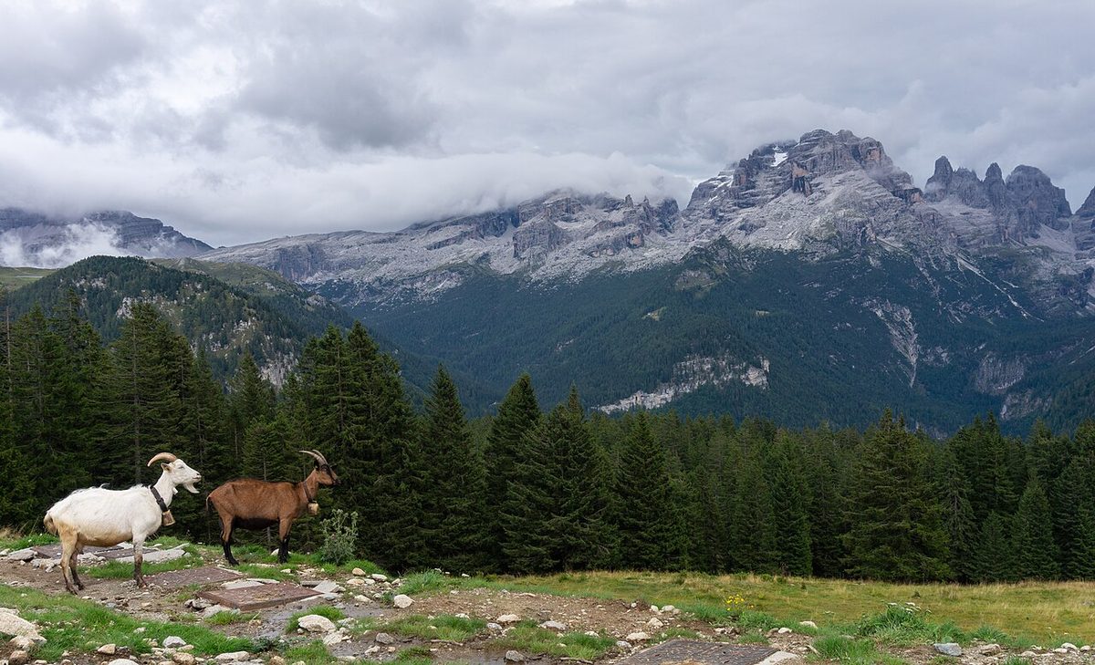 Two goats at Ritorto lodge, Brenta Dolomites in the background