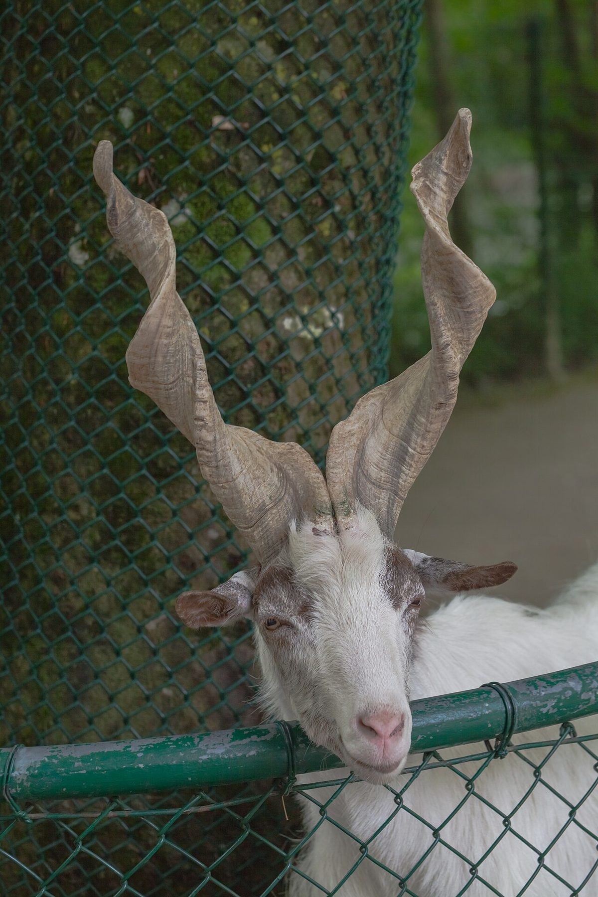 Cabra de Jämtland (Capra hircus), Tierpark Hellabrunn, Múnich, Alemania, 2012-06-17, DD 01