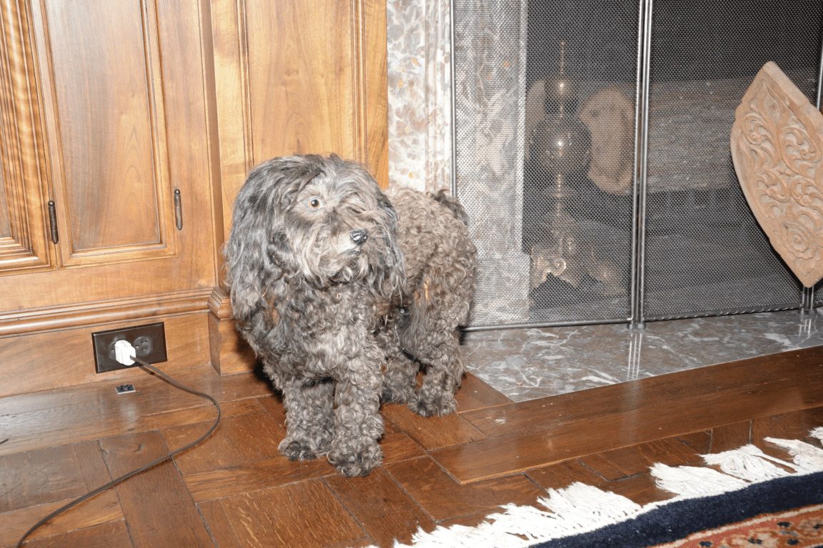 EFTA00000478 - Grey curly-haired dog stands on a wooden floor near a fireplace with a power cord trailing from an outlet