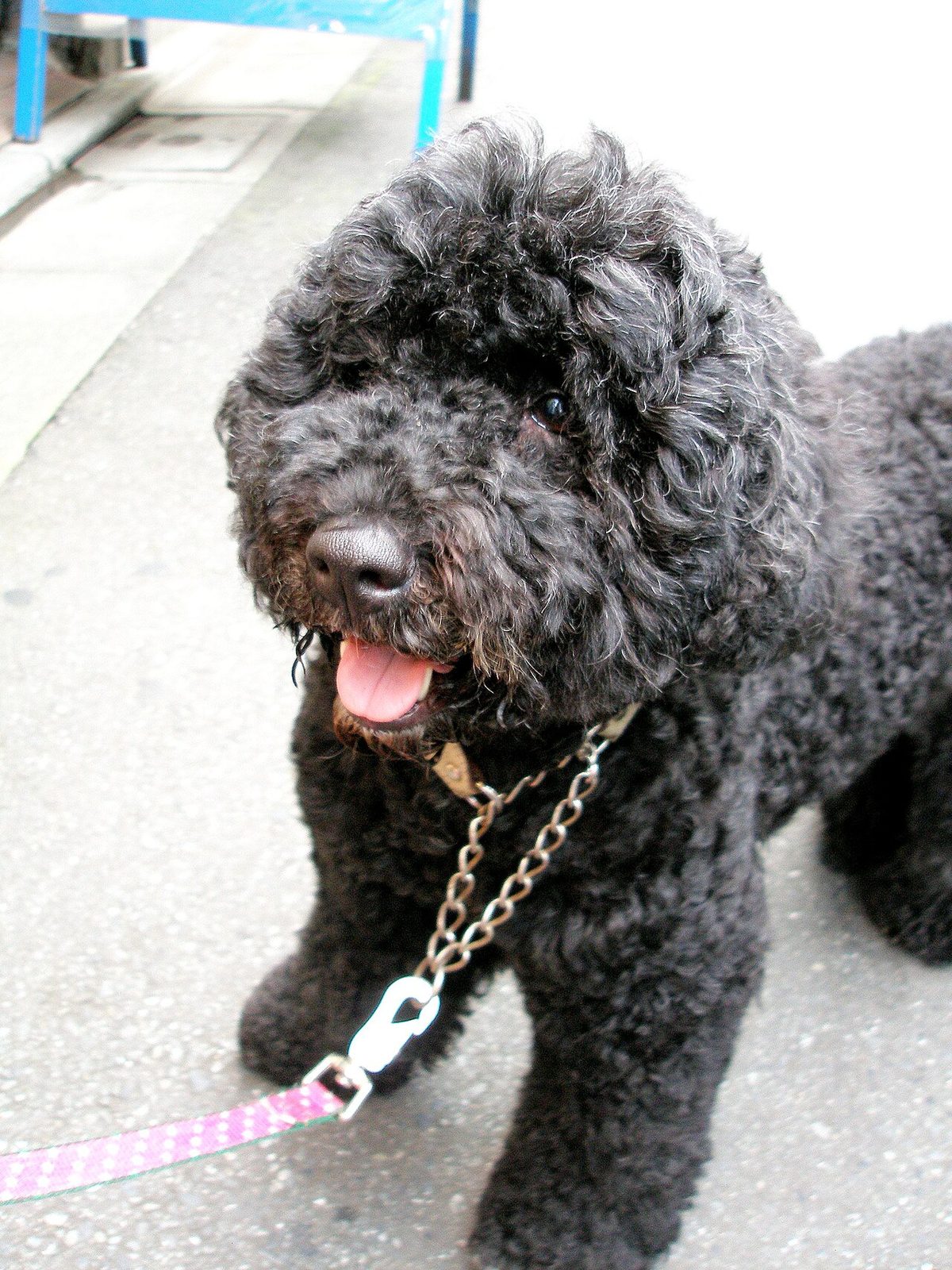 Portuguese Water Dog Image 001