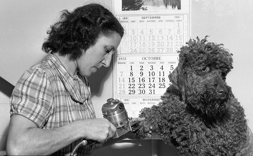 1951 grooming