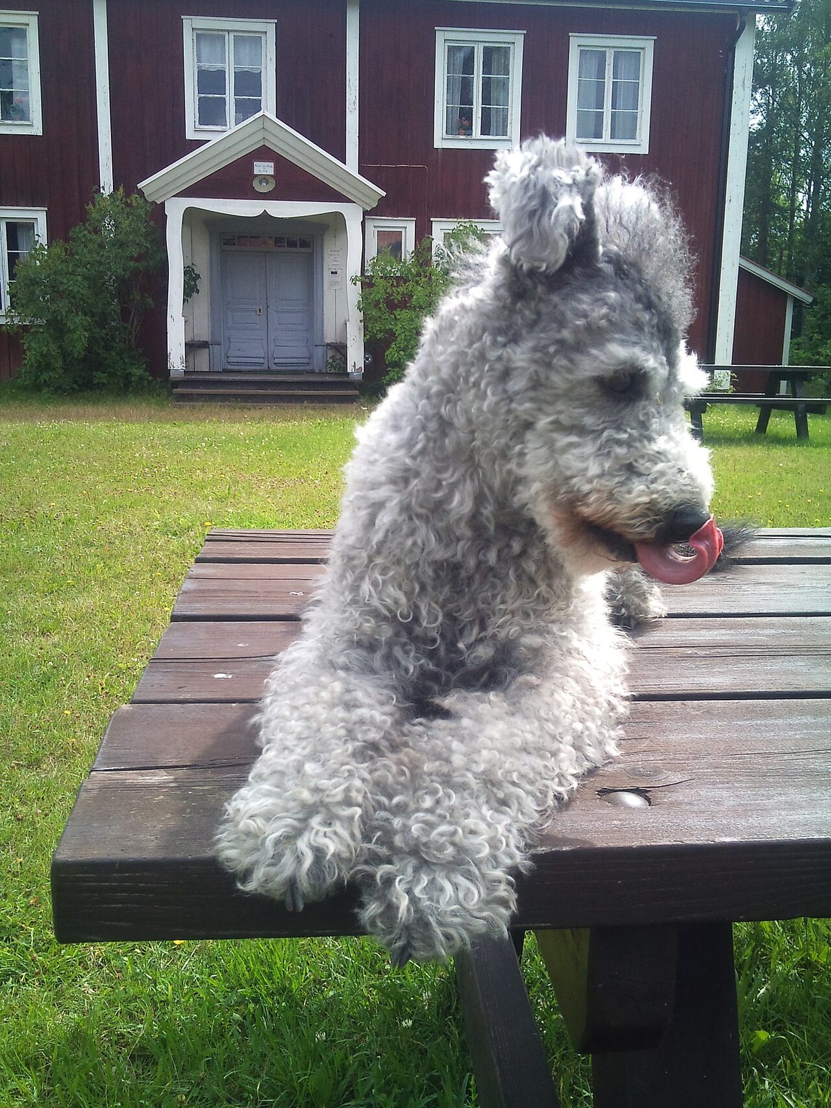 PUMI DOG SWEDEN