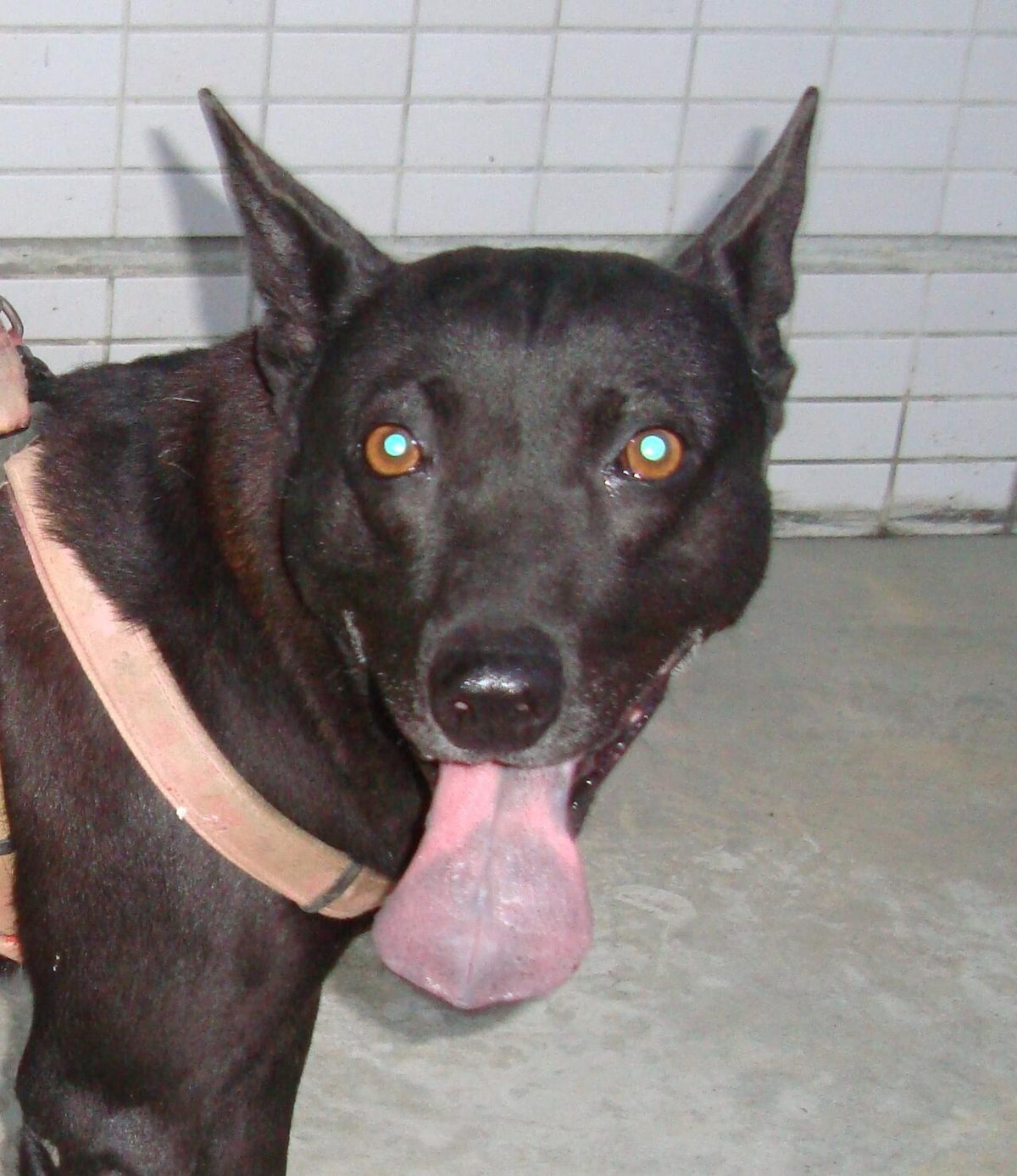 Formosa Appearance on face
