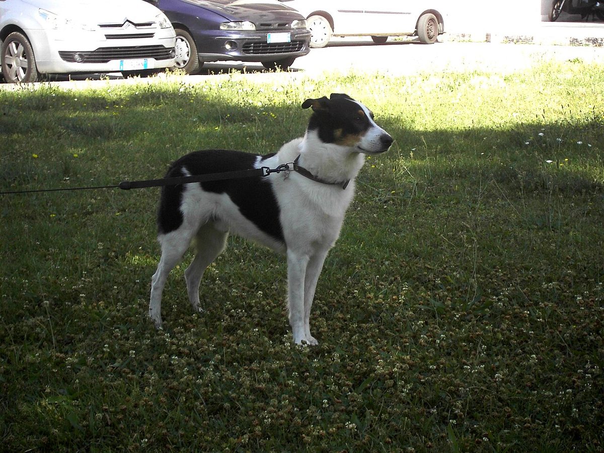 Dog in Pesaro