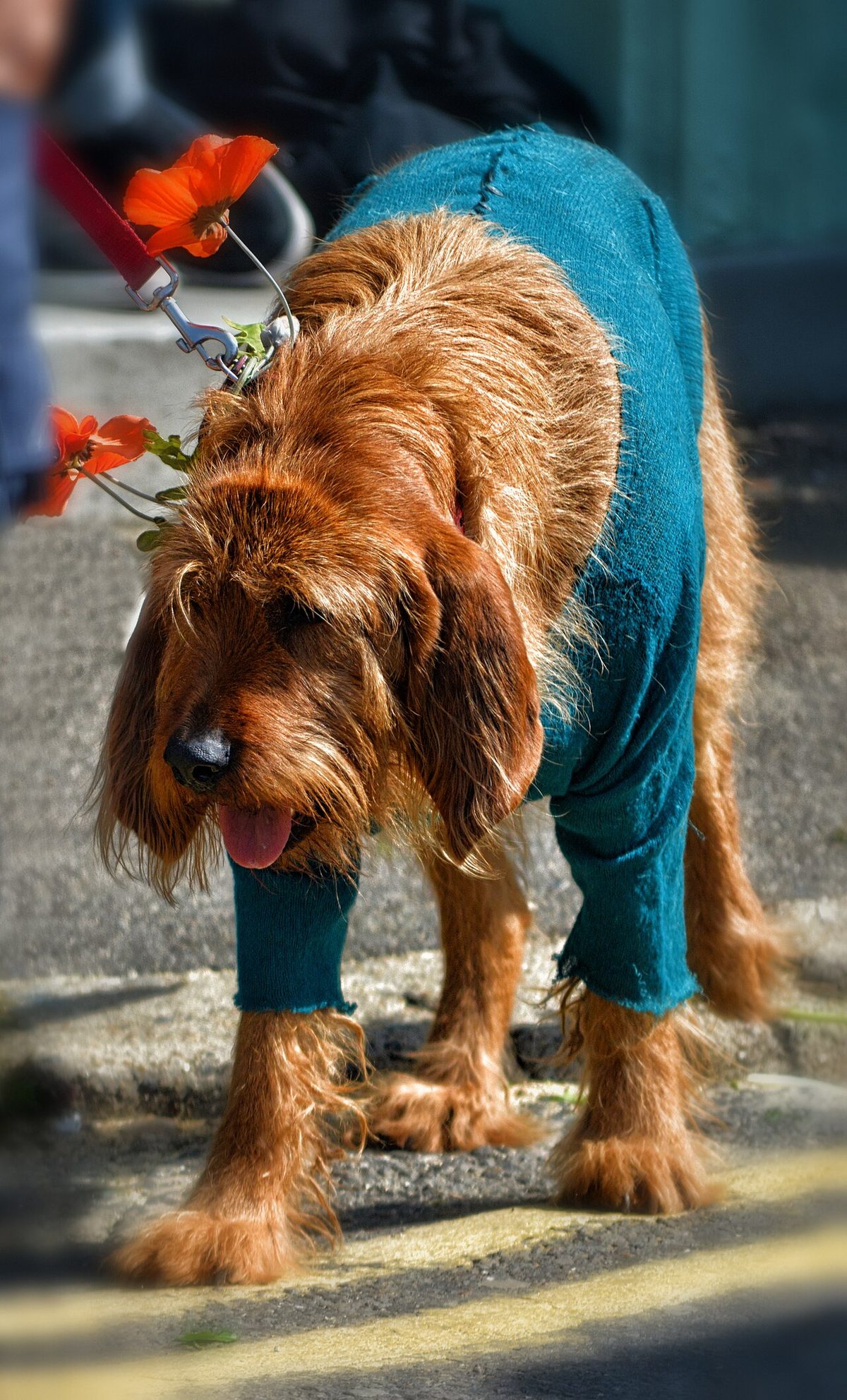 Dog in Fancy Dress - 'Jack in the Green' May Day Celebrations, Hastings, May 2014