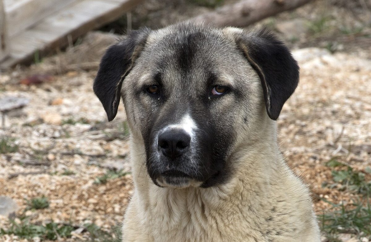 Anatolian Shepherd Dog - Kangal köpeği 02