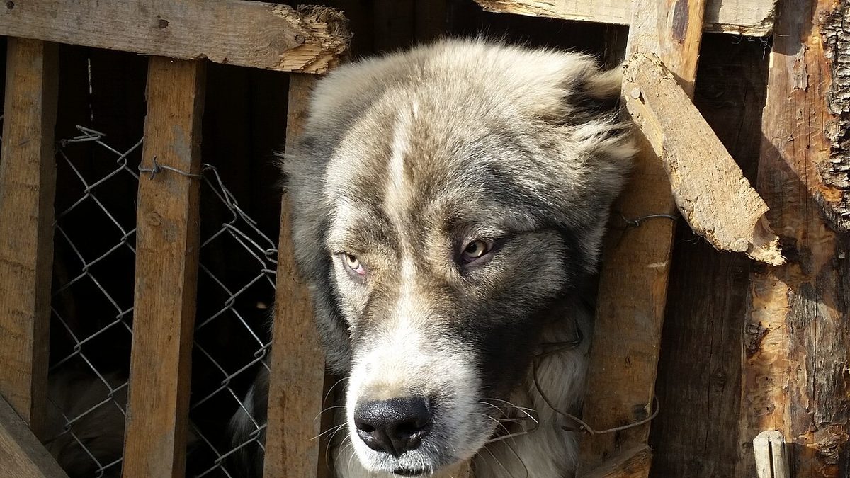 20160303 - Canis lupus familiaris 3