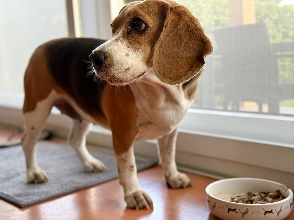 A Beagle sitting next to dog food