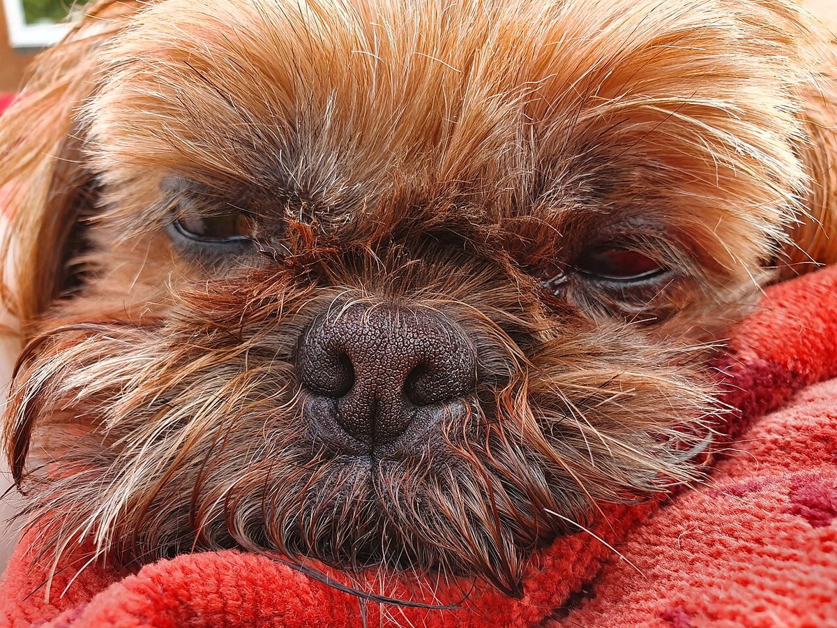 Adult Shih Tzu