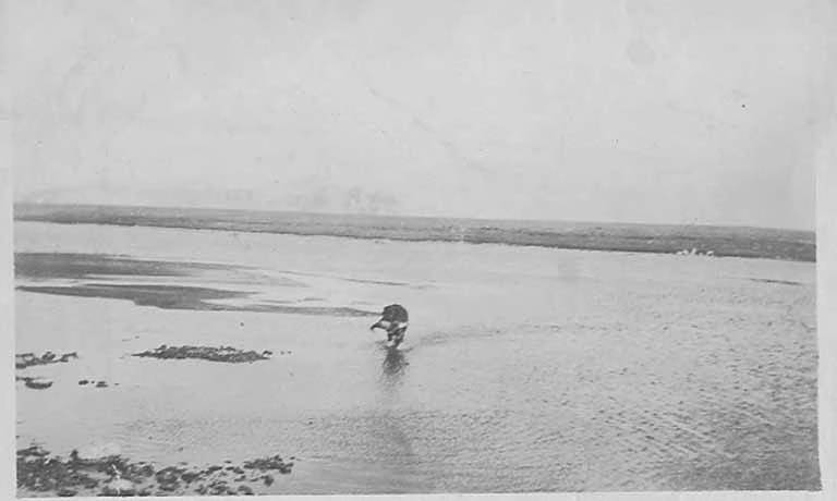 Dog named Buster carrying a dead goose across a stretch of shallow water, vicinity of Nome, Alaska, between 1910 and 191
