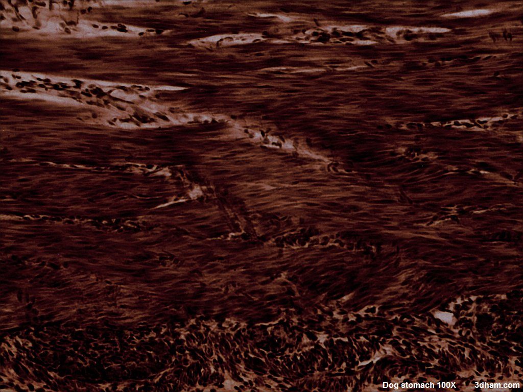 Dogstomach100x6