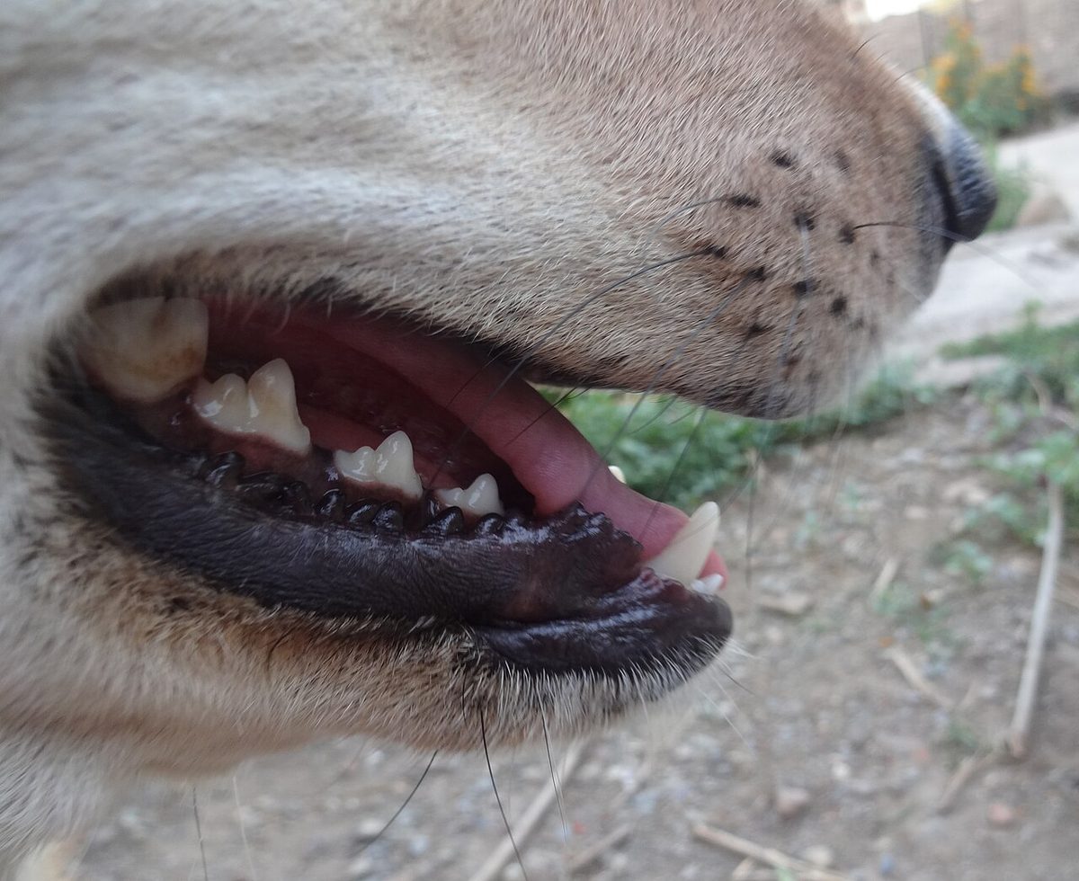 Dog Mouth Close-up