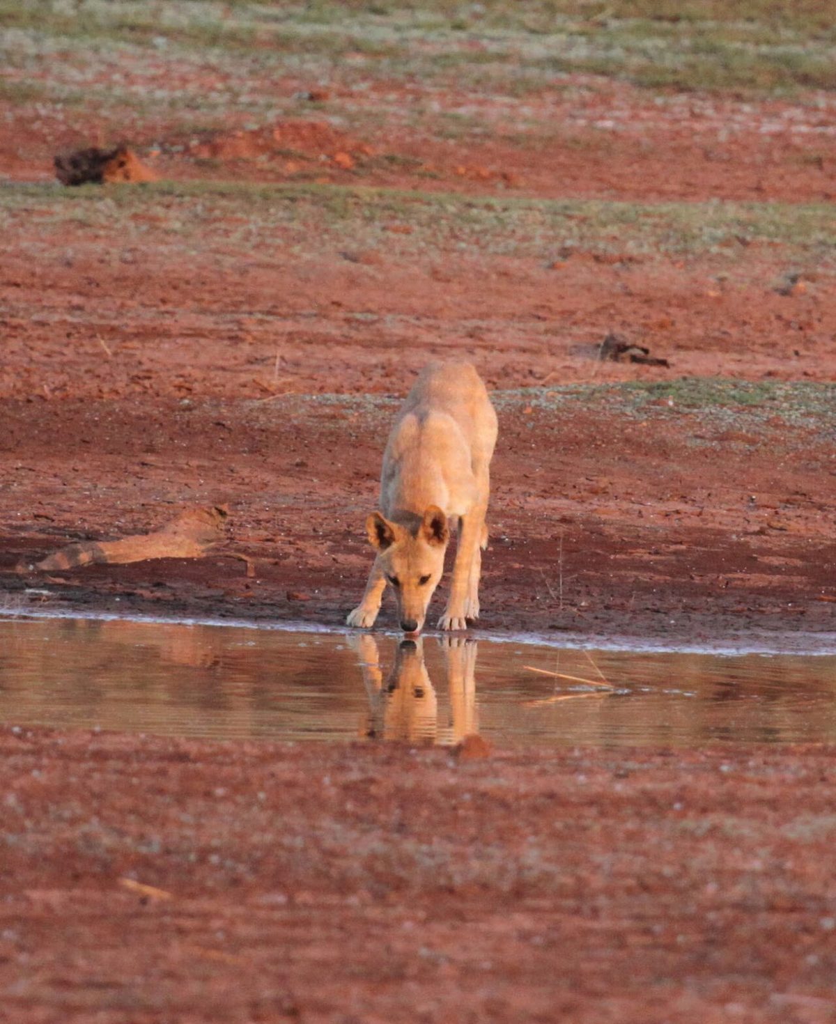 Canis lupus dingo 08 - Christopher Watson