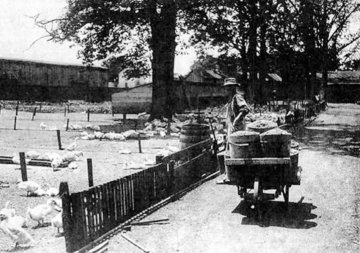1912 - Feeding Time At Duck Farm - Allentown PA