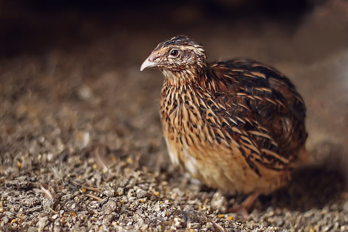 Quail