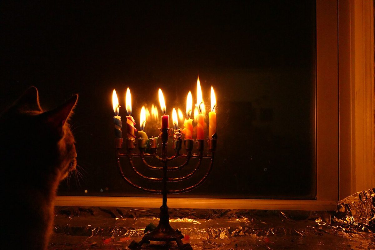 A cat looks at a Menorah