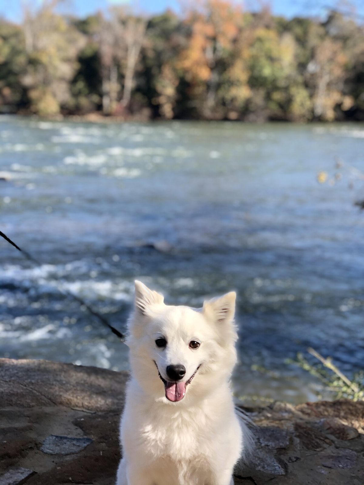"Snowball" the American Eskimo Dog