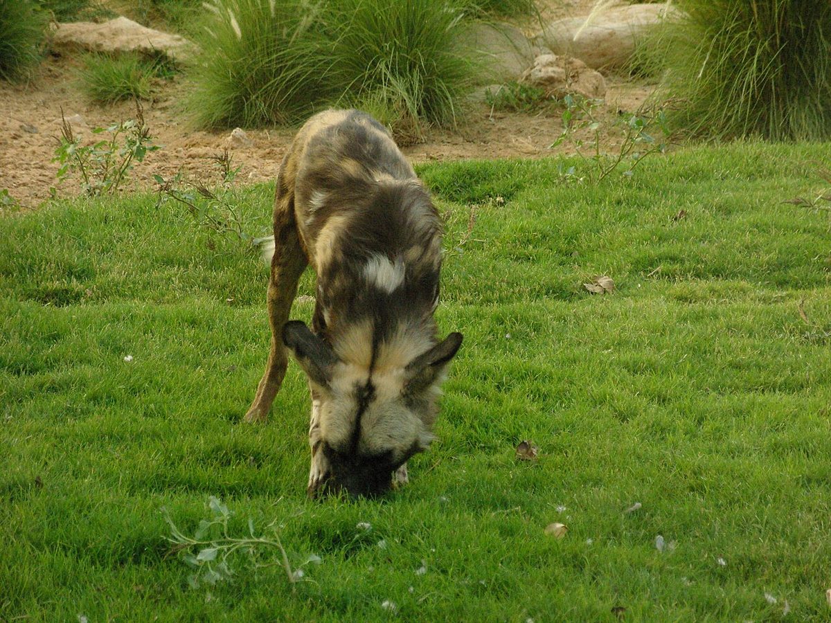 African wild dog