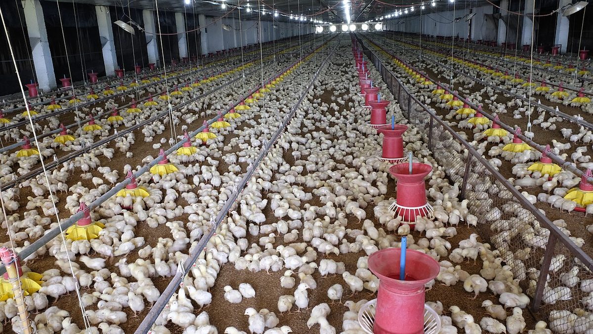Broiler Chicks