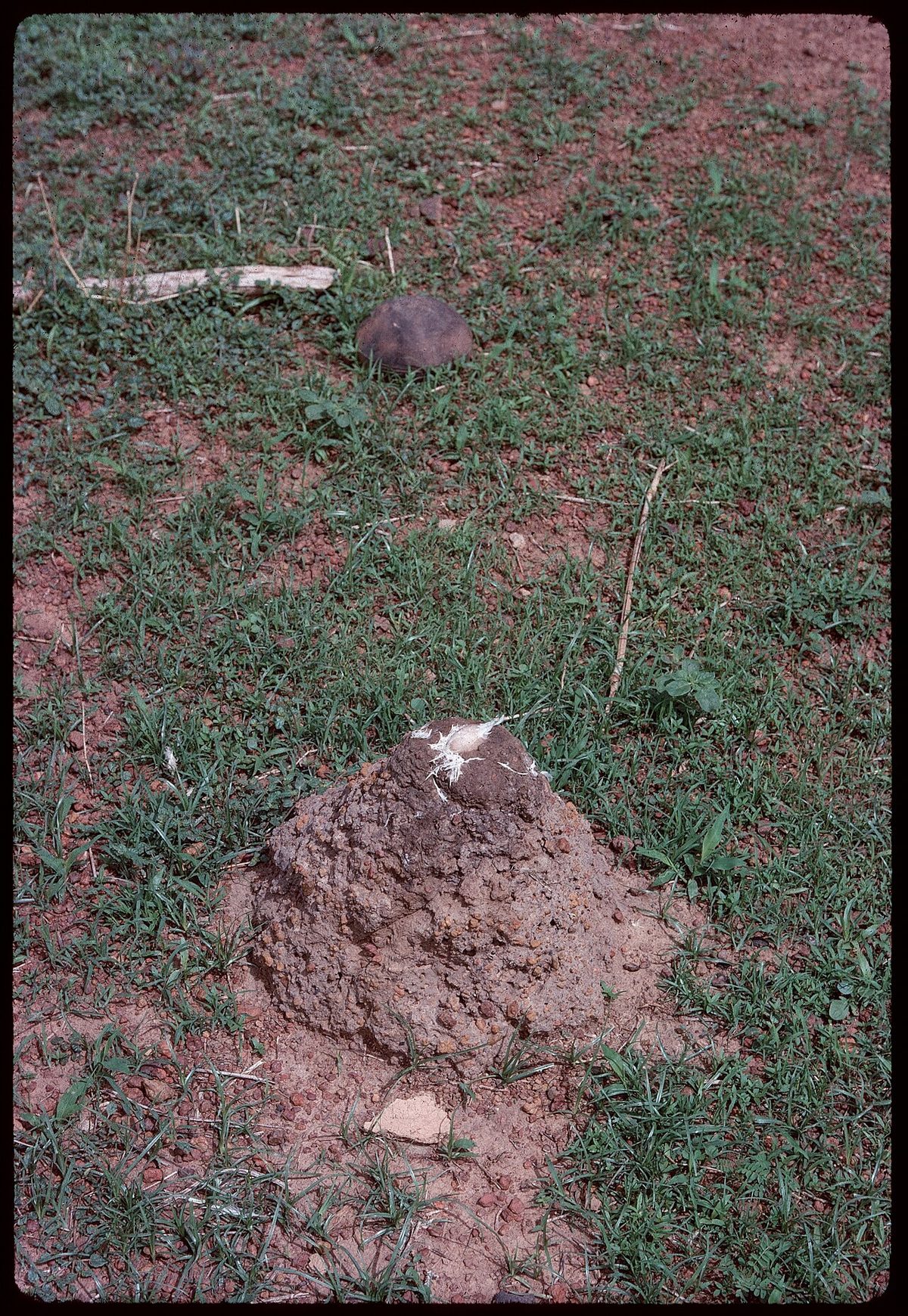 ASC Leiden - J. Th. Broekhuijse Collection - 01 - 043 - A chicken sacrifice. A pile of brown earth with chicken feathers