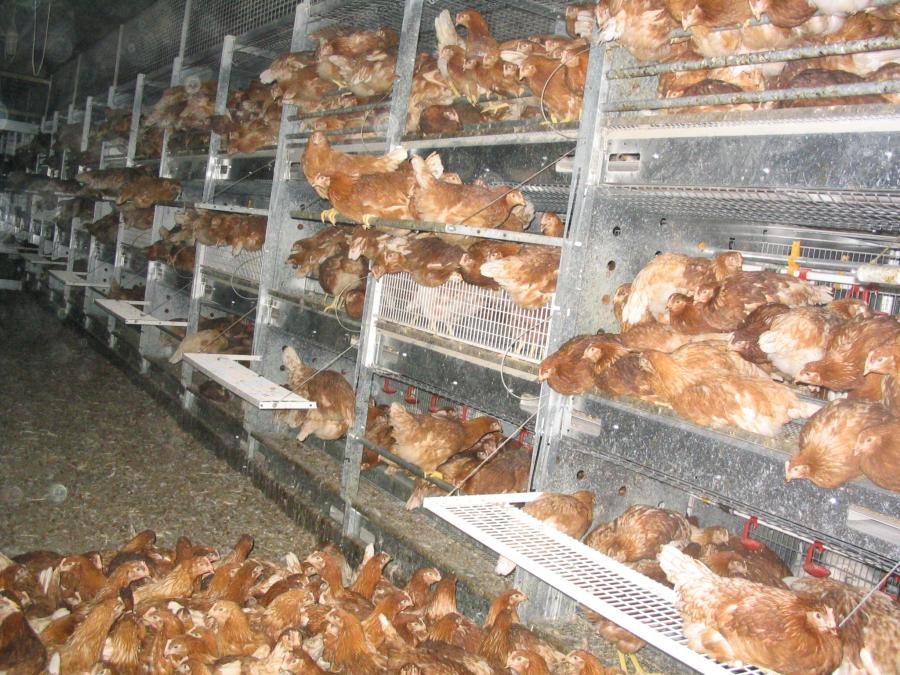 Aviary-husbandry