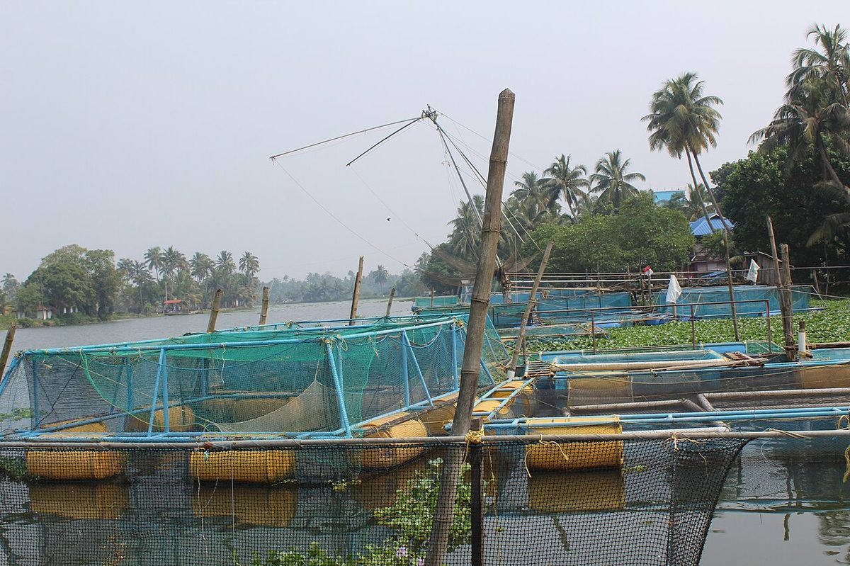 Cage fish farming in lake.jpg