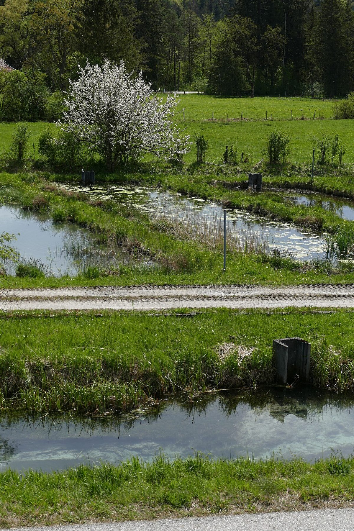 Fischzucht Aumühle 05.jpg