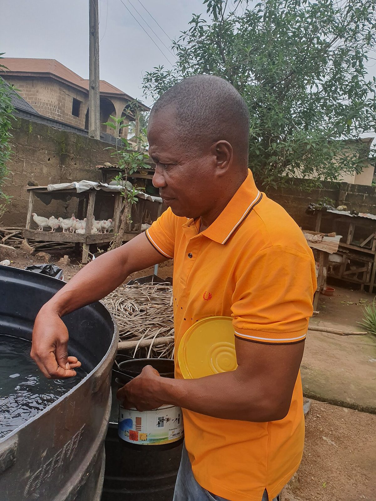 Feeding of catfish by a fish farmer