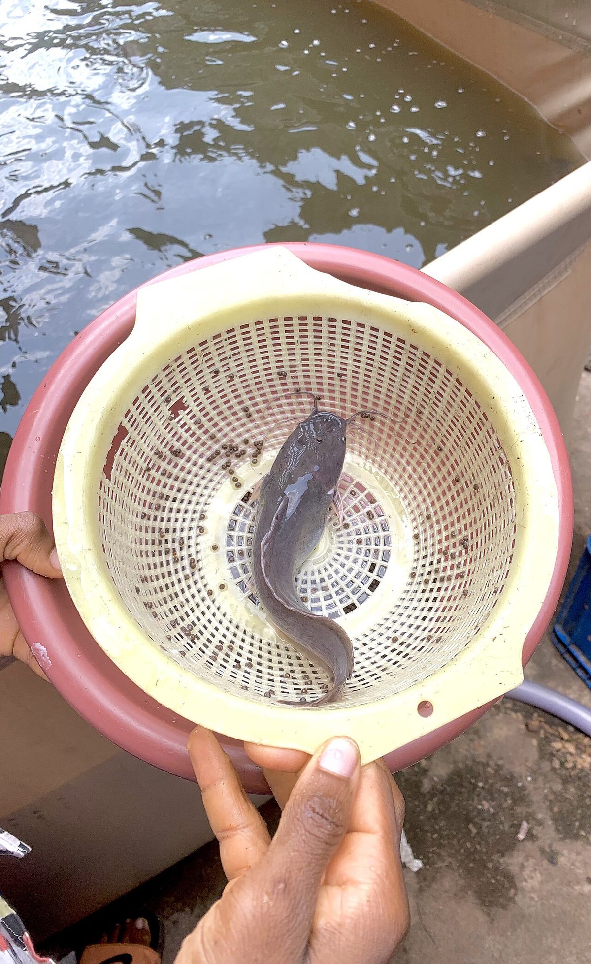 Fish fry 2025