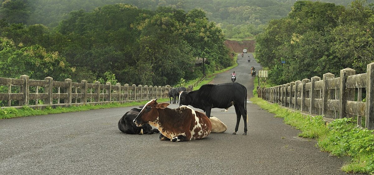 Anjarle Bridge and Cows-fix