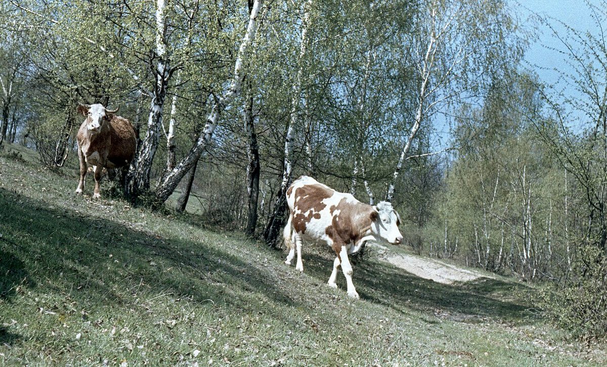 Cattle, colorful Fortepan 60221