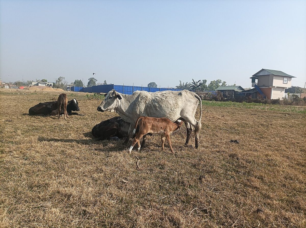A calf drinking milk from a cow in a herd of Meitei cattle (Meitei cows and Meitei bulls), the indigenous cattle breed o