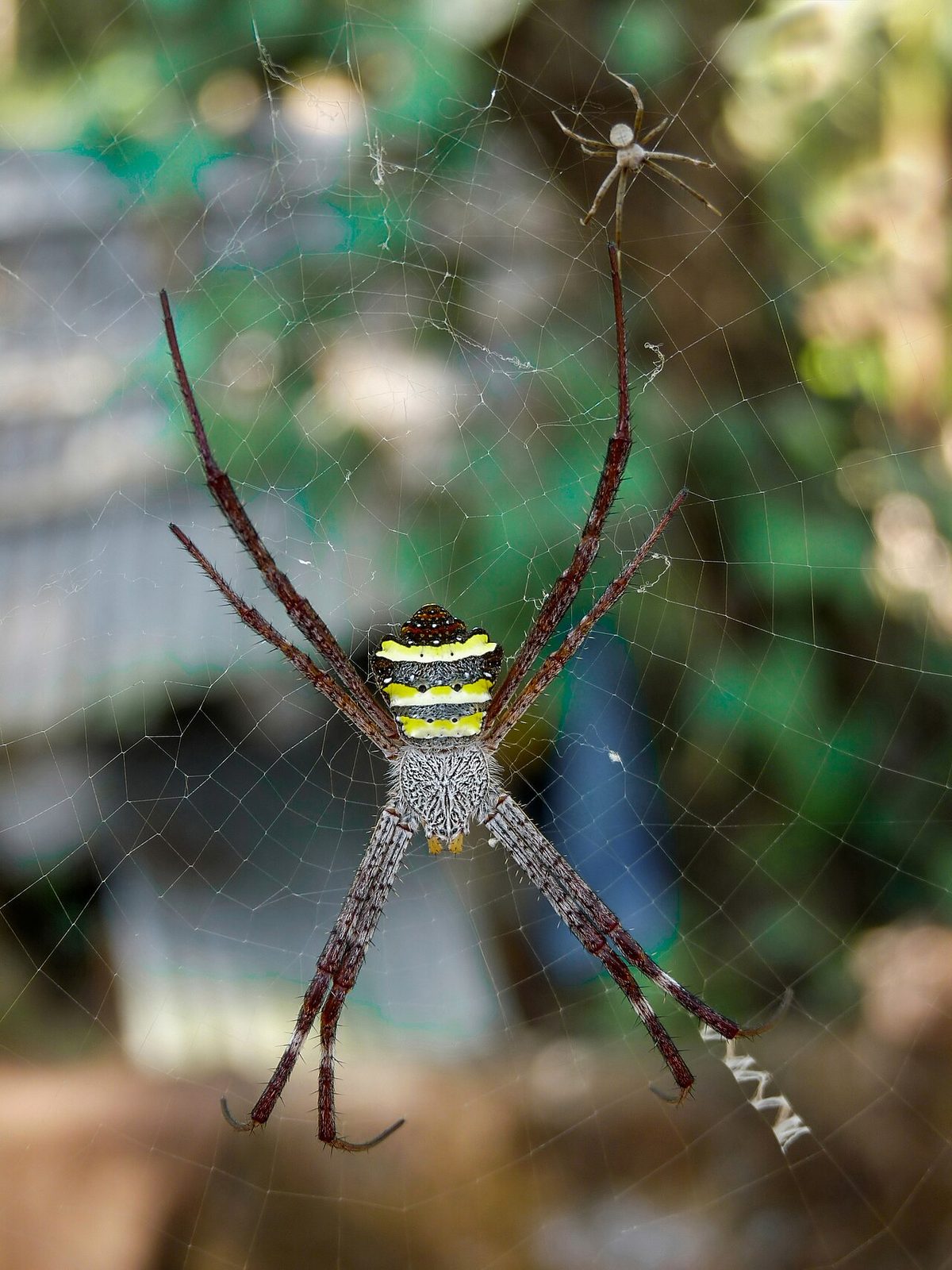 Argiope pulchella at Nayikayam Thattu