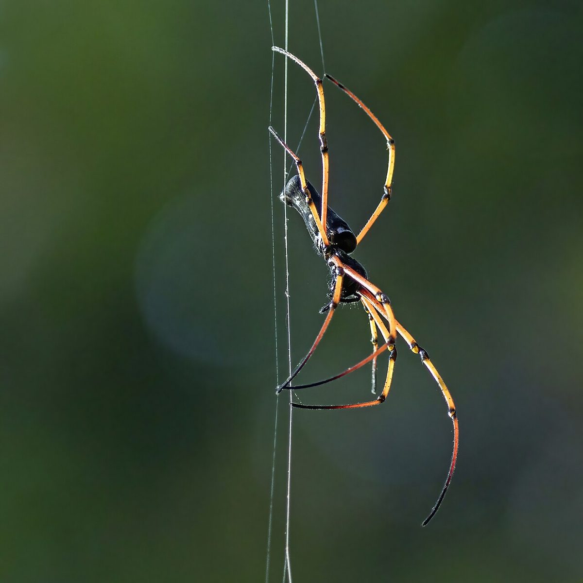 Black wood spider (Nephila kuhlii)