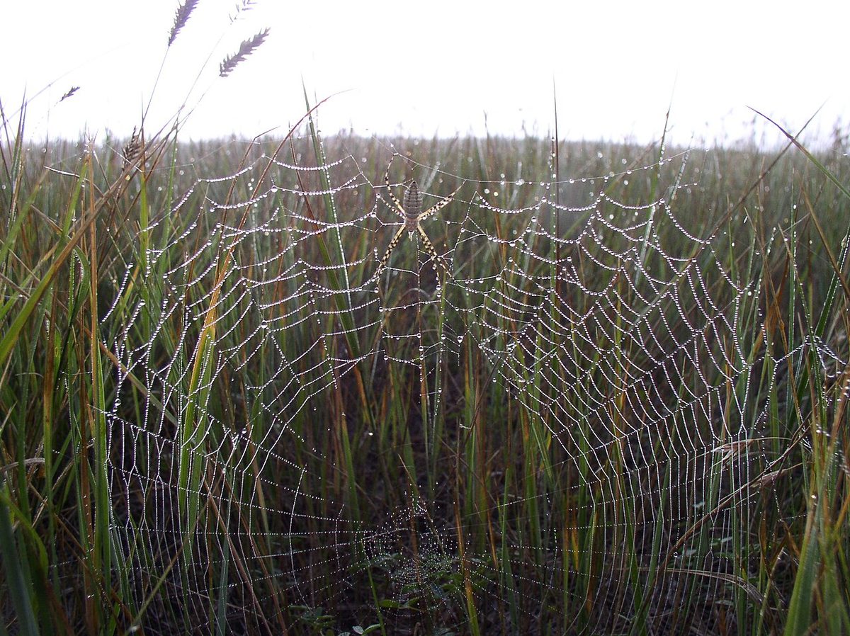 A cool moment in nature- Spider Web in South Dakota's Prairie
