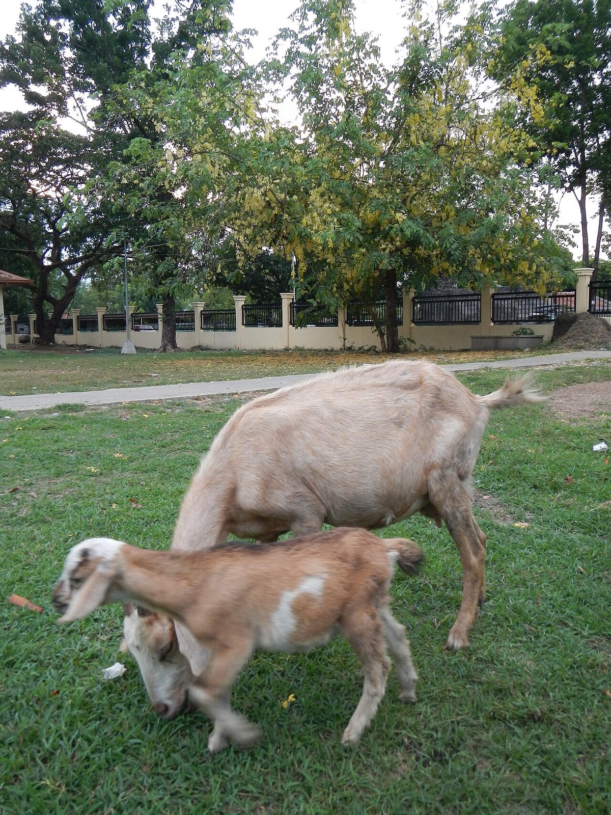 Mayantoc,Tarlacjf8457 12