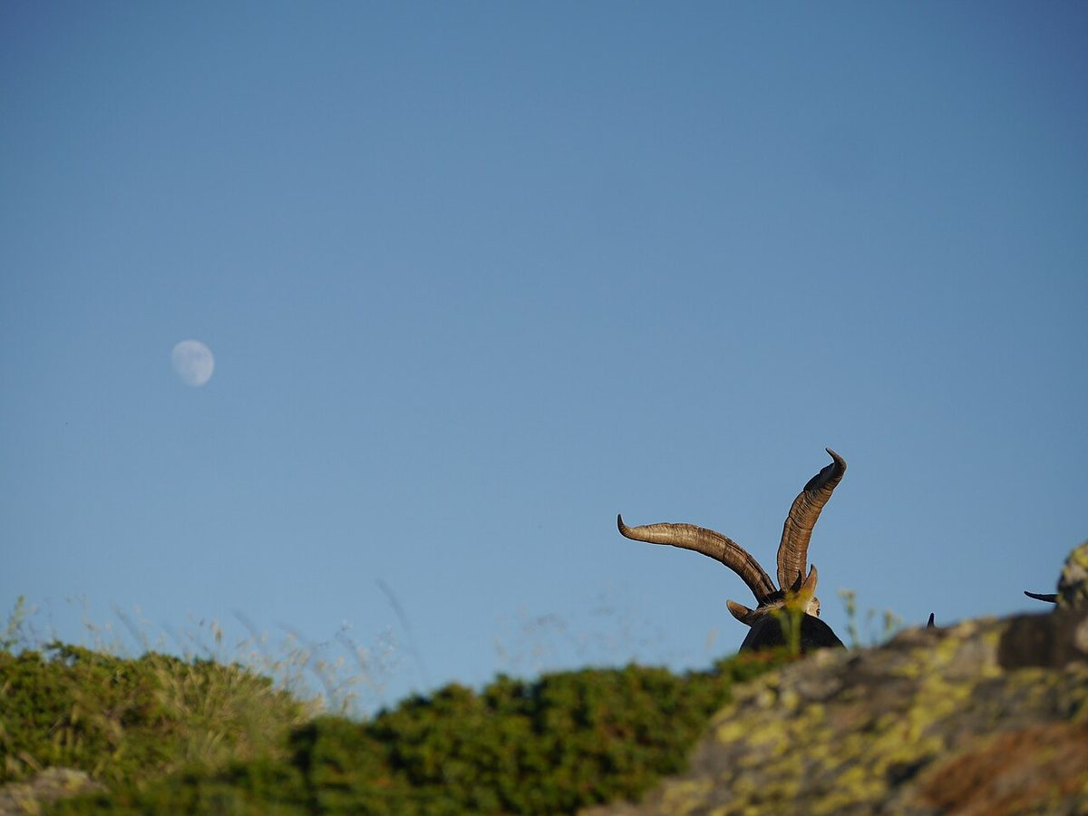 Singular mountain goat(Capra pyrenaica) in Risco de los Pájaros
