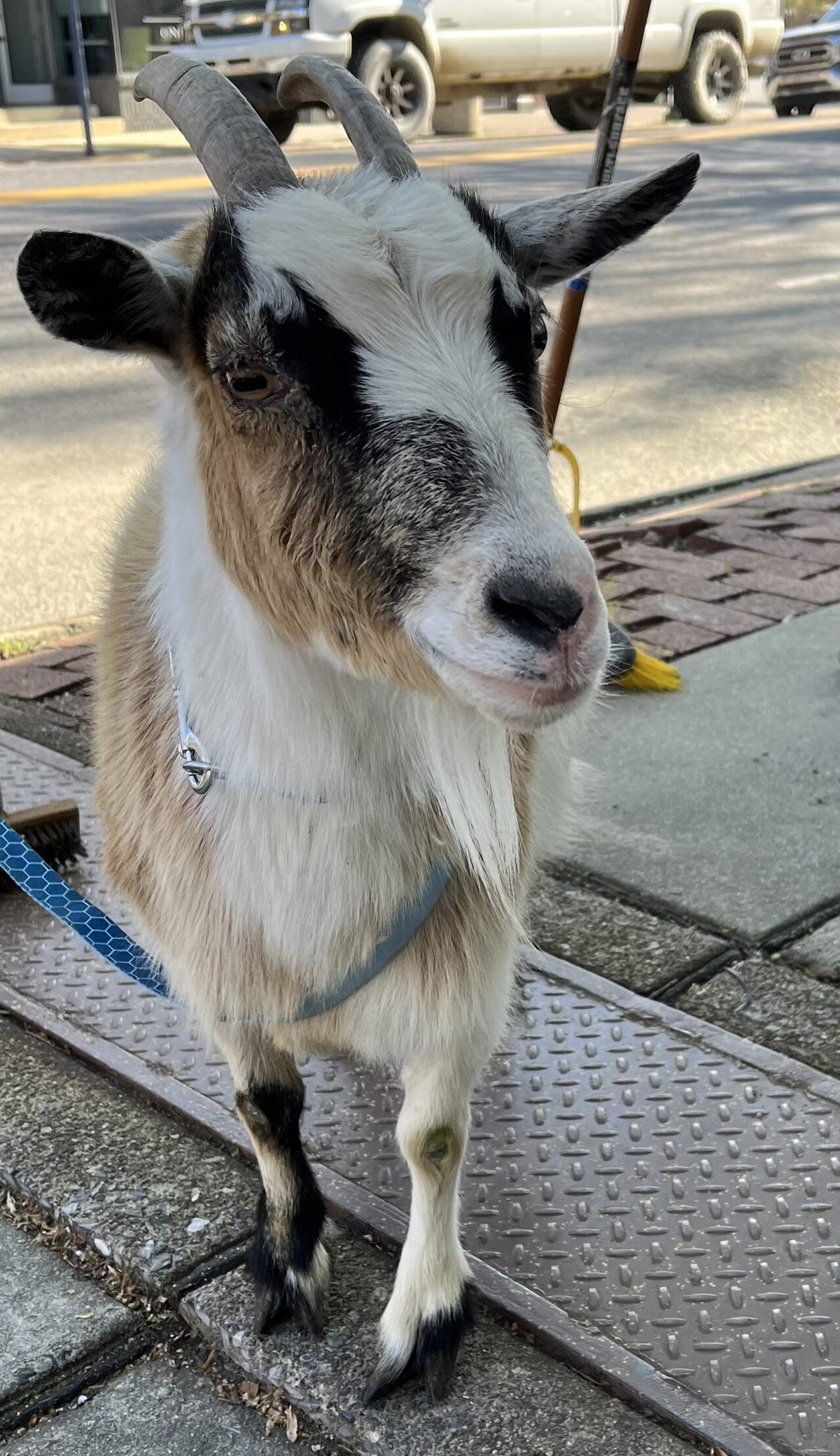 Goat carlisle pa