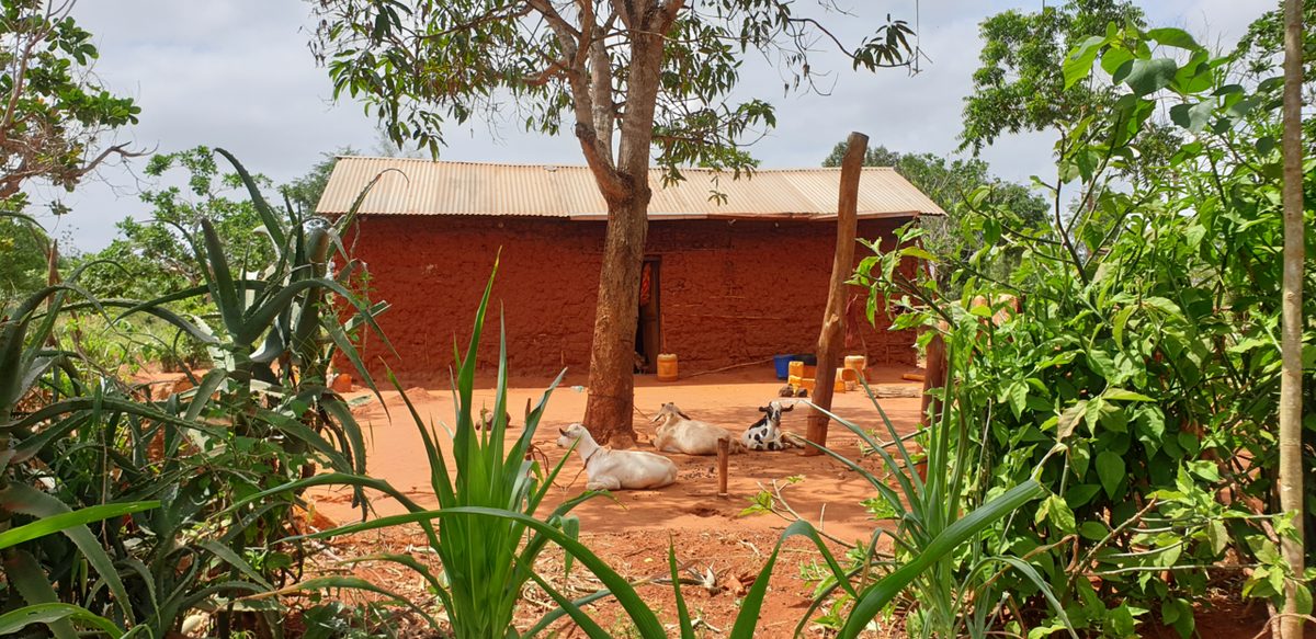 A glimpse into a Kilifi family homestead