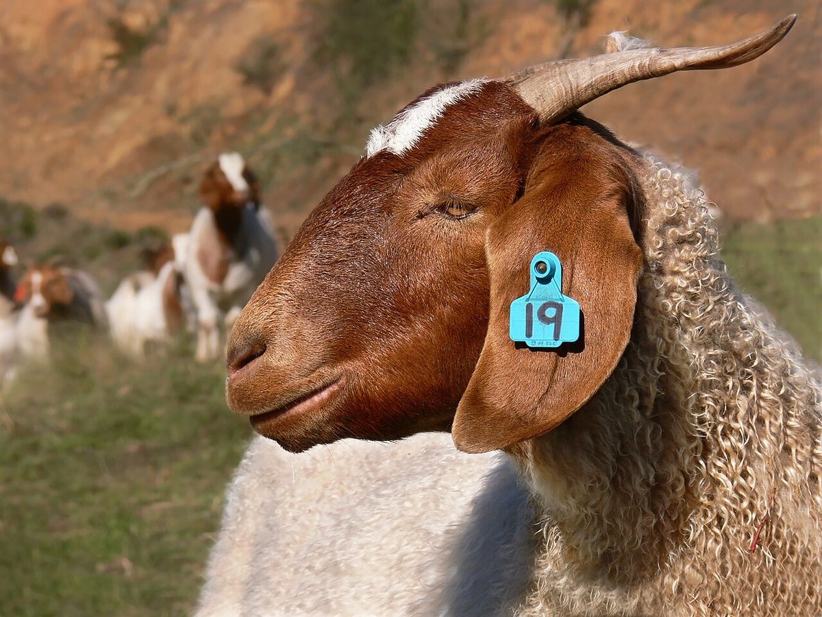 Boer goat444